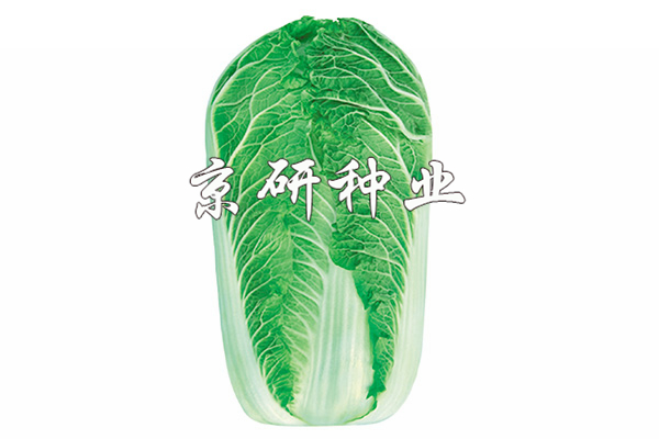 京秋5號(hào)