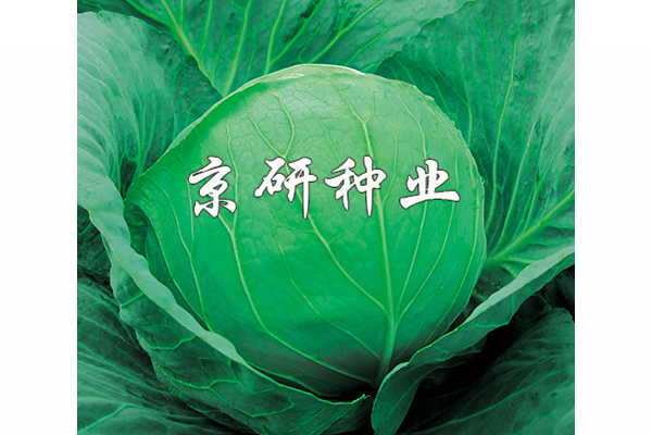 秋甘7號